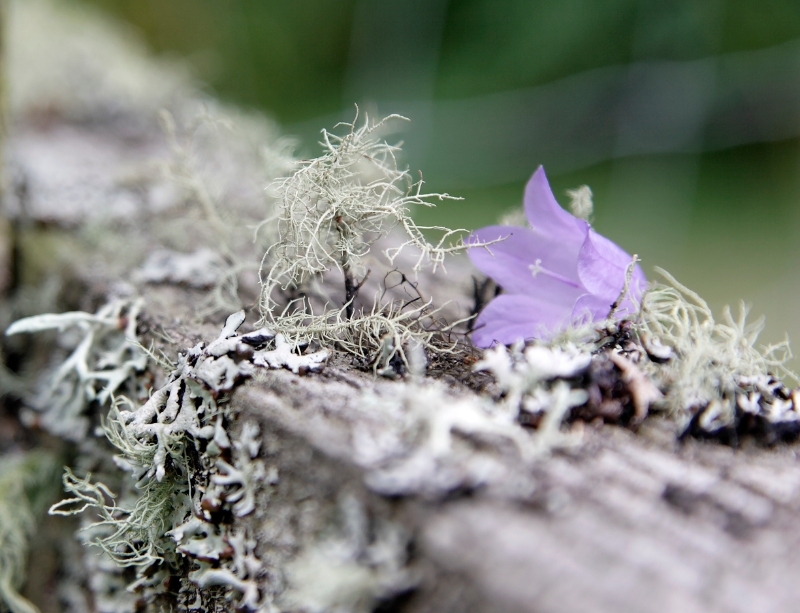 purple flower Scotland.jpg